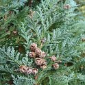 Chamaecyparis lawsoniana 'Columnaris Glauca' rameau